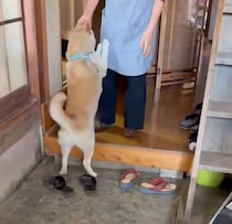 実家の玄関で“ばぁば”の声を聞いた柴犬→喜びを爆発させる「相思相愛」な光景にほっこり