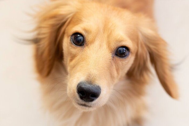 うるうる瞳の小型犬