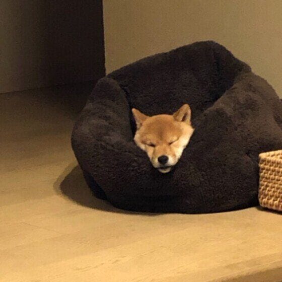 だんご 柴