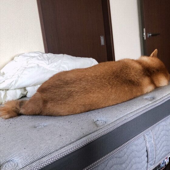 あずき 柴 妹に僕の寝床とられた