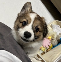 片耳を垂らして見つめていた生後約3カ月のコーギーの子犬→2才6カ月の今、家族思いなコに成長！