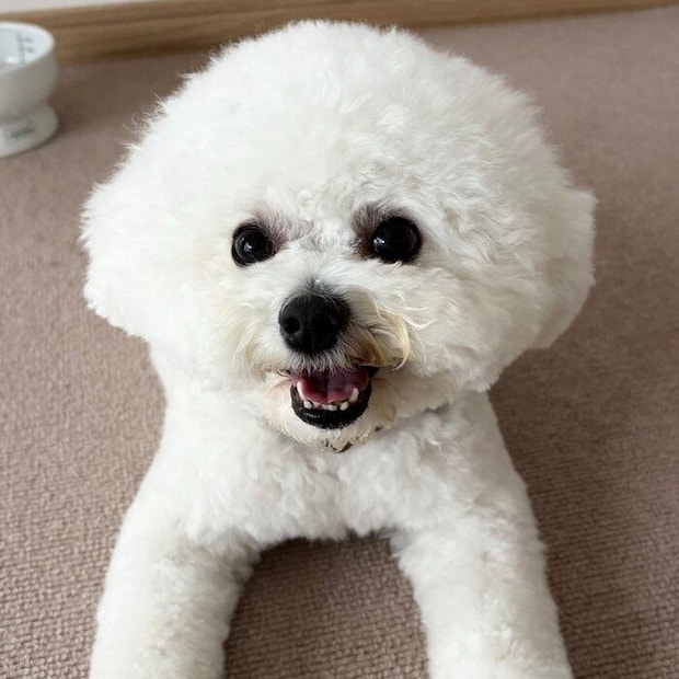 笑顔がかわいいもちたろうくん