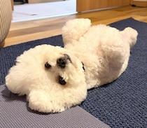 ヘソ天ポーズで甘えるビション・フリーゼ　ひっくり返ると現れるかわいい“ウサ耳”にキュン！