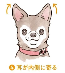 犬が好きなものを見たときの顔を科学で分析！オスメスでの違いも解説