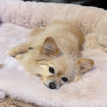 散歩から帰ると急に静かに…すぐ寝るのは大丈夫？　犬が眠る理由と気になるサインとは