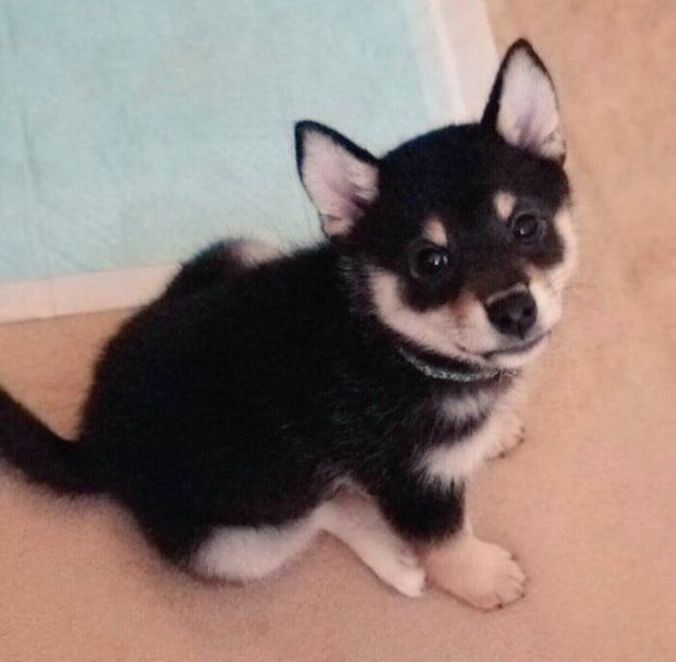 子犬時代の小夏ちゃん