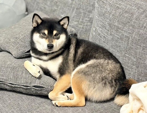 ソファでくつろぐ小夏ちゃん
