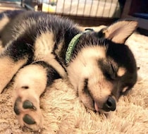 お迎え初日、舌を出して“電池切れ”した柴犬の子犬→6才の今、信頼関係を築き「かけがえのない存在」に！