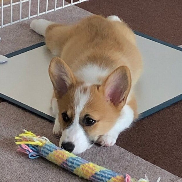 おもちゃ遊びのあとに撮影されたつむぎちゃん（撮影時、生後3カ月）。
