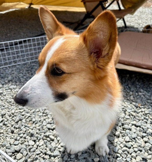キャンプにやってきたつむぎちゃん（2026年4月撮影）。