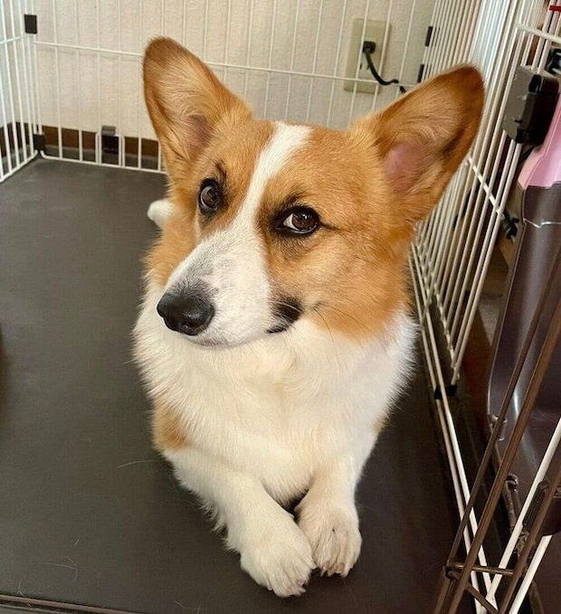 かわいい表情で見つめるつむぎちゃん。