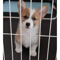 「小さな怪獣」のようだった生後2カ月のコーギーの子犬→5才の今、家族の「呼び出し係」として大活躍！