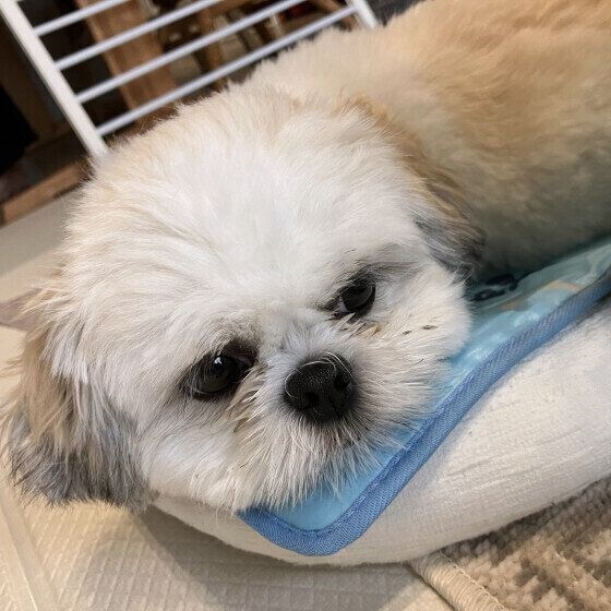 ひんやりマットの上でくつろぐワンちゃん