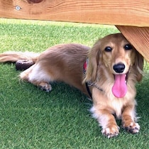 「あれ？愛犬の体が熱いかも？」　体に触れて熱く感じたときに確認したいポイント