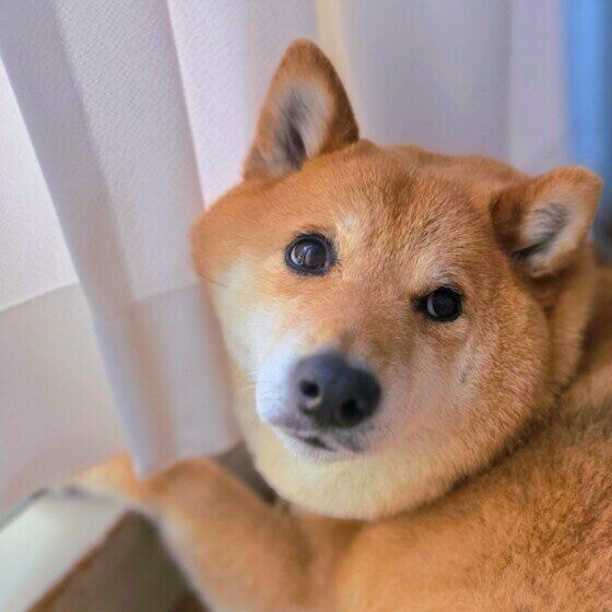 おはぎ  柴 初夏は、風が通るこの場所