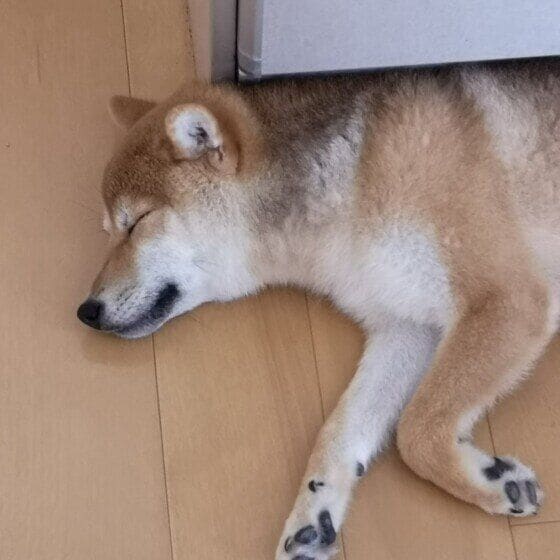 もも  柴  涼しい場所を探してお昼寝
