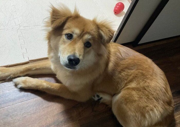 まったりするシルビアちゃん