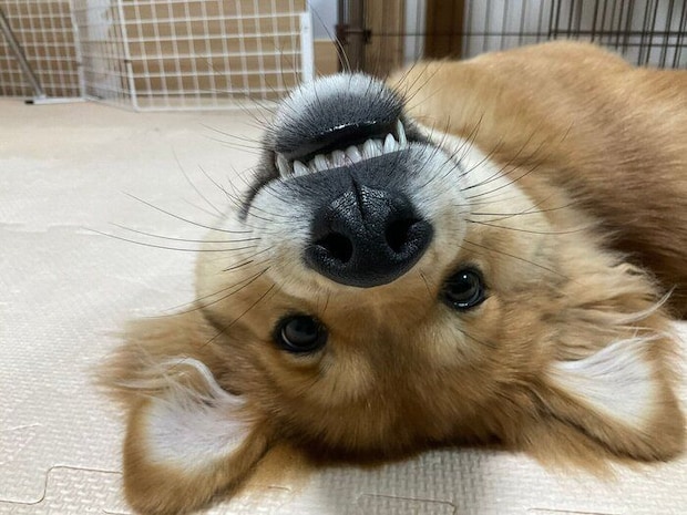仰向けで見つめるシルビアちゃん