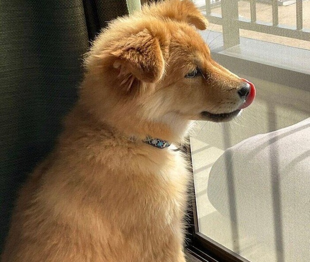 外を眺めるシルビアちゃん