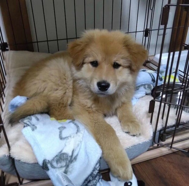 困り顔がかわいいシルビアちゃん