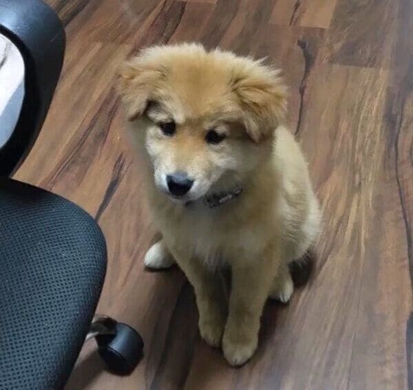 ちょこんと座るシルビアちゃん