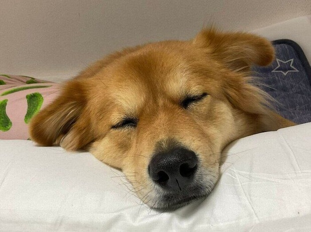 ぐっすり眠るシルビアちゃん
