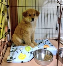 ケージの隅で不安そうな表情を浮かべていた保護子犬→3才9カ月の今、苦手を克服し頼もしいコに成長！