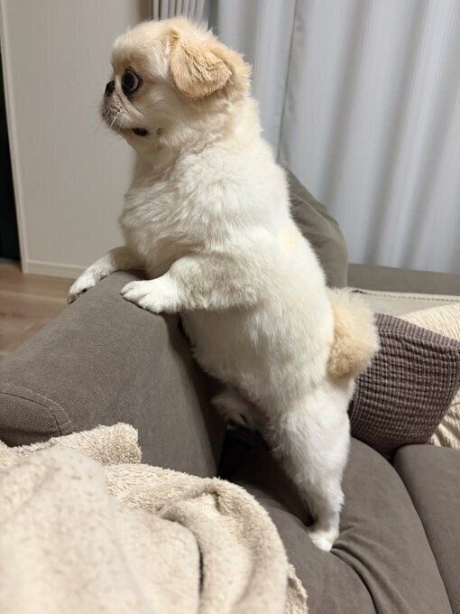 玄関のほうを見つめるぽんすけくん