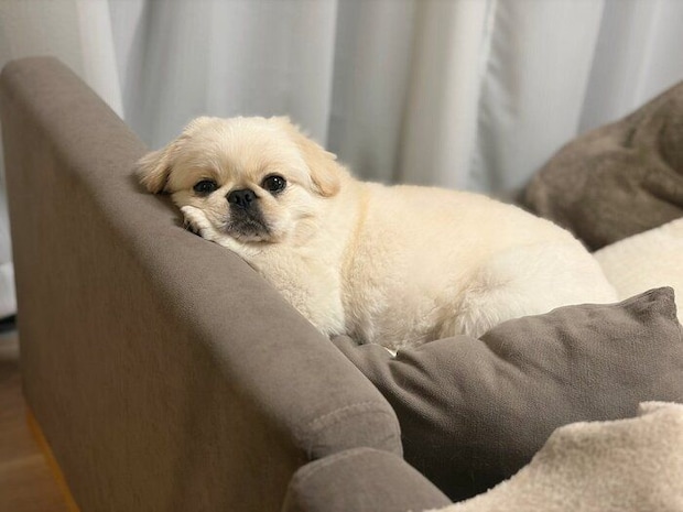別の日の様子 ソファでくつろぐぽんすけくん