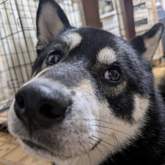 ドアップの柴犬