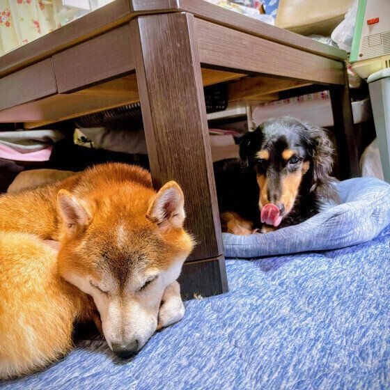 仲良くまったり過ごすワンちゃんたち