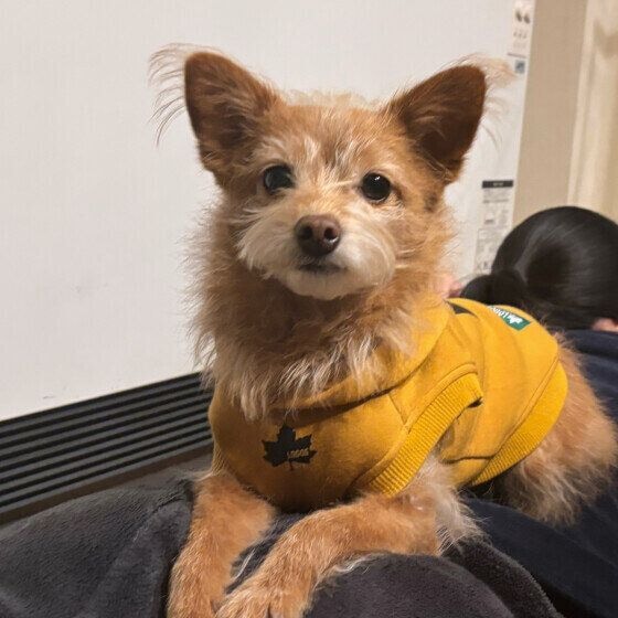 お姉ちゃんの上でゆったり過ごすミックス犬
