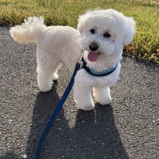 お散歩中のミックス犬