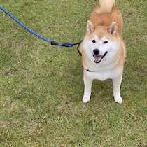 犬があまり動かないのは運動不足？愛犬の様子から考えたいサインと見極め方
