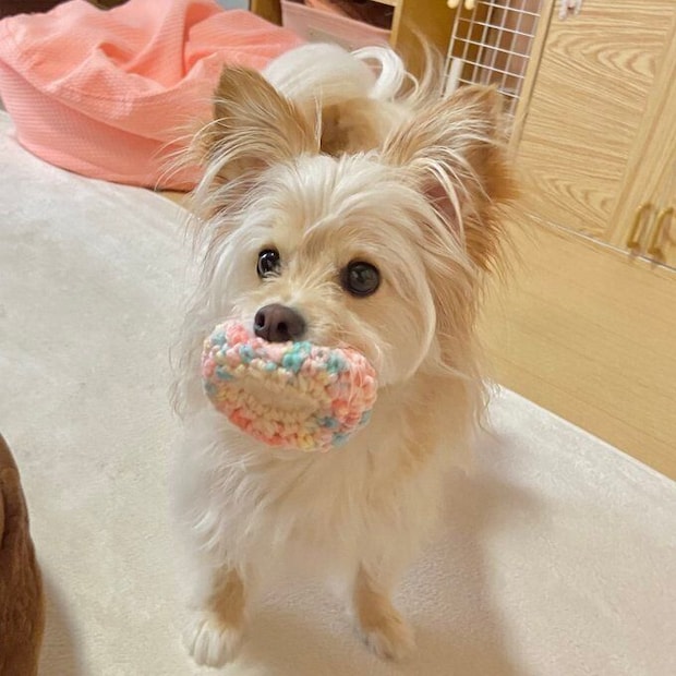 おもちゃで遊ぶ犬