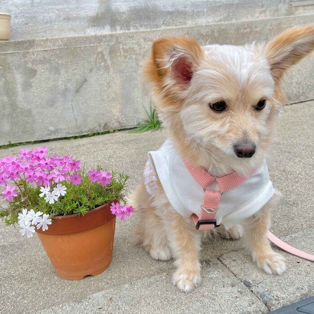 1才9カ月の犬