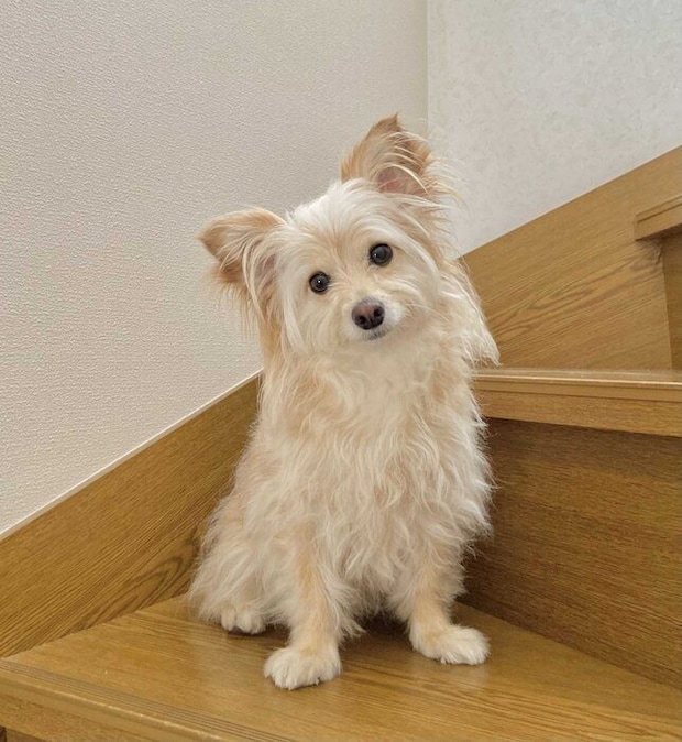 ちょこんと座る姿がかわいらしい犬