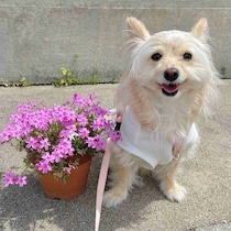緊張気味な表情を浮かべる子犬は約1年後、ふんわりやわらかな表情を見せてくれるように！ニコニコごきげんな姿にほっこり癒される