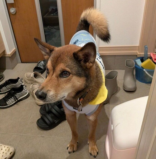 お姉ちゃんが遊びに来てくれた日の小次郎くん