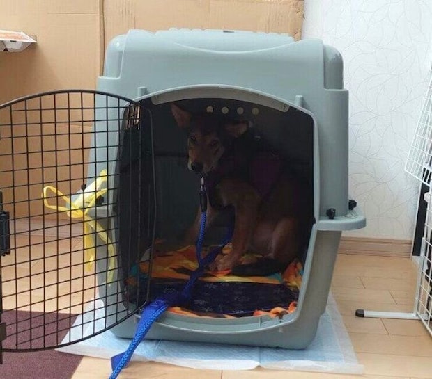 家に迎えたころの小次郎くん