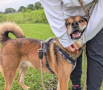大好きな“お姉ちゃん”になでられる元保護犬　「本当に好きなんだな」と感じる表情にほっこり