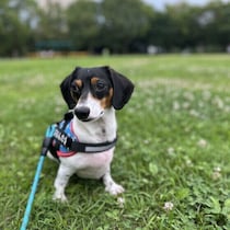 犬が夏に散歩に行きたがらない場合の対応 犬の夏の散歩の注意点とは