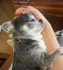飼い主の腕にしがみついて甘えるチワワ　シニアの仲間入りをし「健康で穏やかな暮らしが続いてほしい」と願う