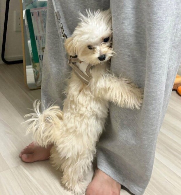 パパさんの足に必死にしがみつくぽてとくん