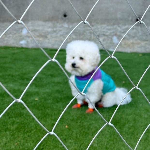 飼い主さんの声掛けを“無視”するむんちゃんの様子(撮影時1才半)
