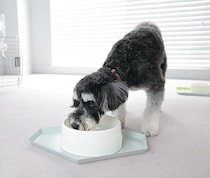 真夏の留守番で気をつけたいことは？　愛犬を熱中症から守る対策を解説