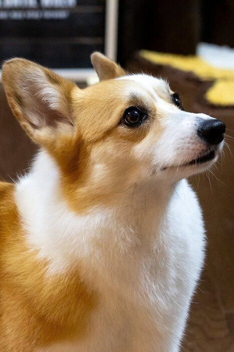 とってもキレイな横顔　成長後の神楽ちゃんの様子