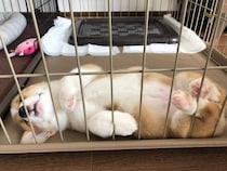 お迎え初日から“ヘソ天”で寝ていたやんちゃなコーギー子犬が7才に→ニコニコ“コーギースマイル”が魅力のコに成長！
