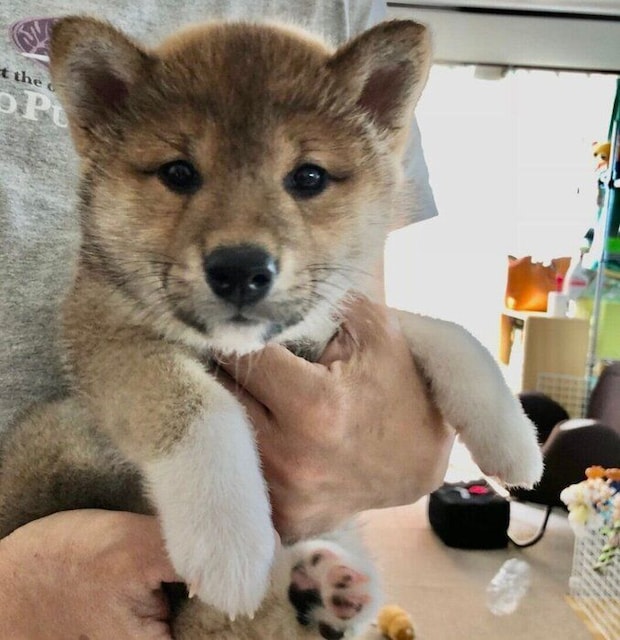 生後2カ月ごろのゆなちゃん