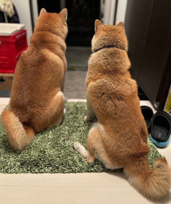 パパさんの帰宅を健気に待つゆなちゃん、こん助くん